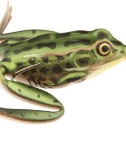 Fillet And Release Fishing Co. All Freshwater Lures Lunkerhunt Pocket Frog