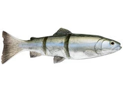 Fillet And Release Fishing Co. Savage Gear 3D Line Thru Trout - 10in - Floating - Hitch All Freshwater Lures